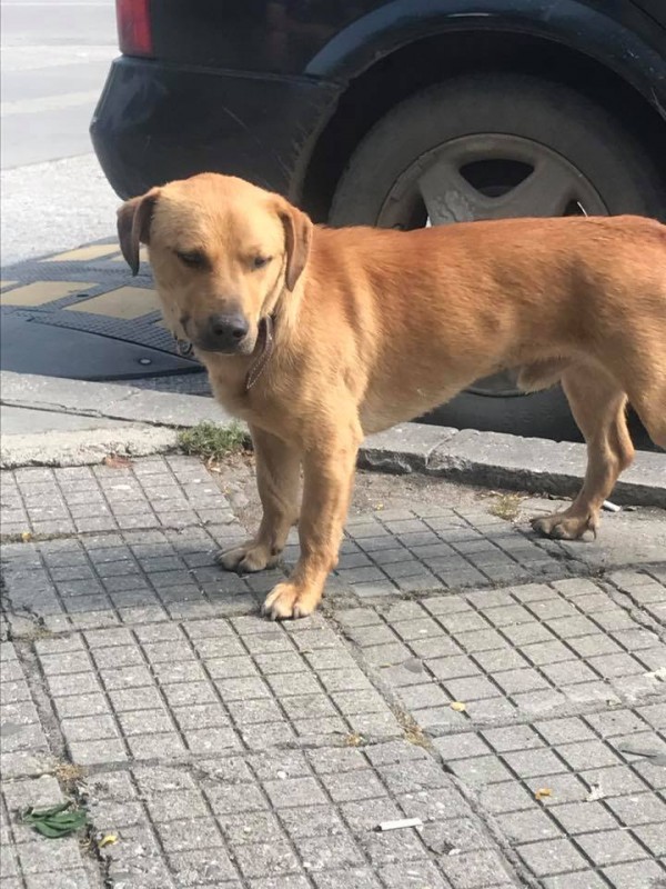 Не хора с големи сърца, а книгите не стигат на „Книжна борса в подкрепа на бездомните животни“