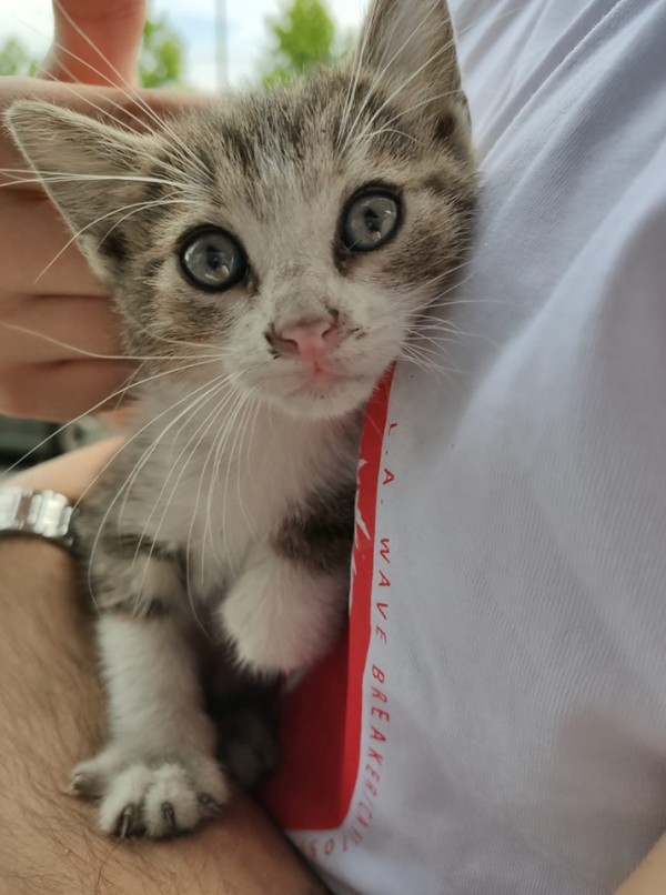 Не хора с големи сърца, а книгите не стигат на „Книжна борса в подкрепа на бездомните животни“