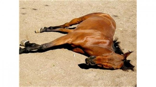 Мъж намери кобилата си мъртва с рани на врата / Новини от Казанлък