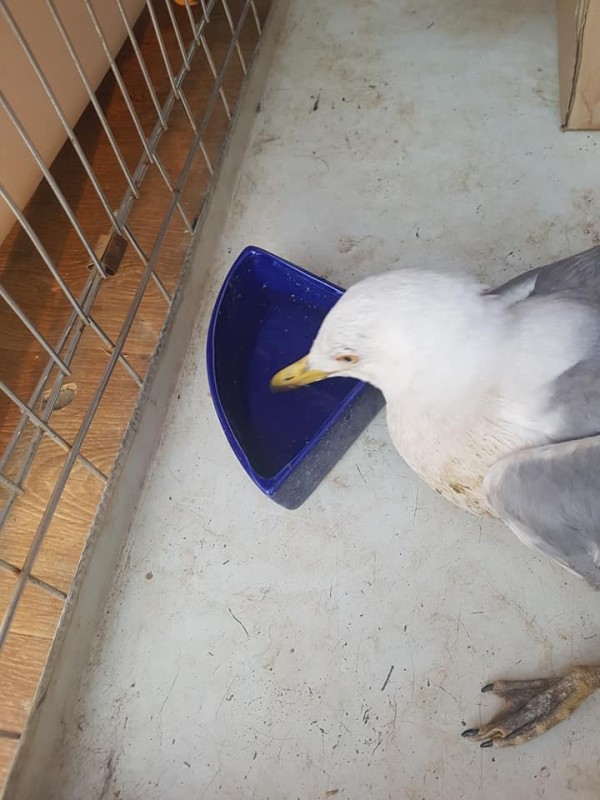 След дълго пътуване и лутане, ранен щъркел и гларус получиха помощ