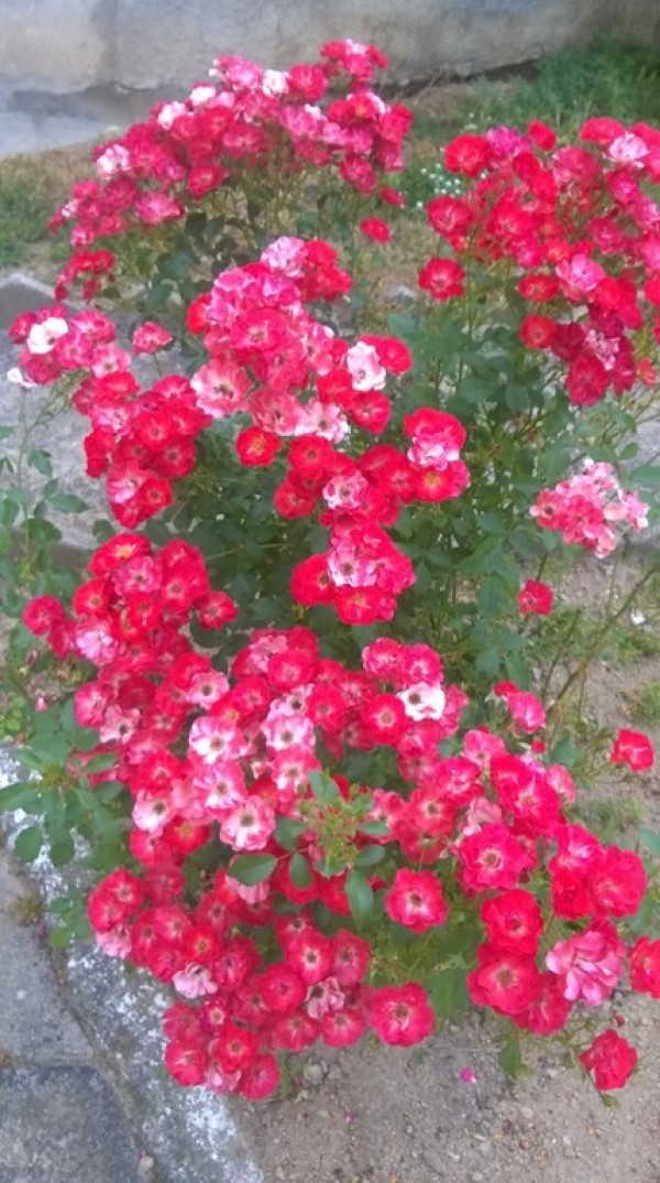 Жителите на Средногорово творят и красят китното селце