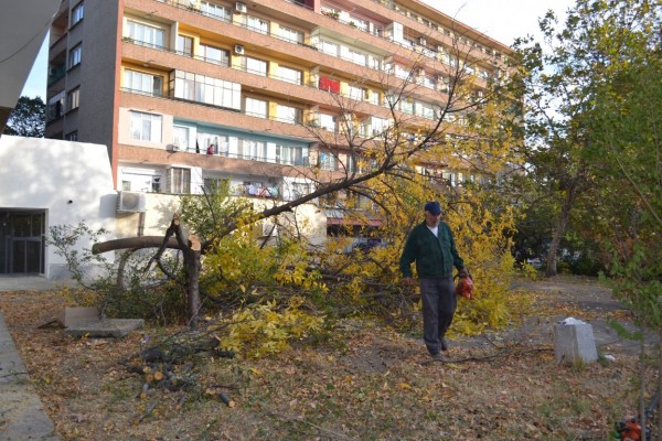 Вандали “убиха“ дървета и извадиха павета в Казанлък