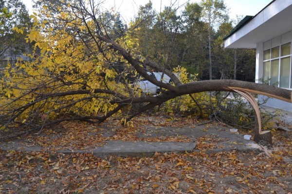 Вандали “убиха“ дървета и извадиха павета в Казанлък