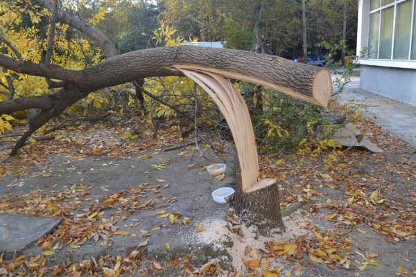 Вандали “убиха“ дървета и извадиха павета в Казанлък