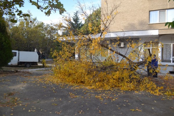 Вандали “убиха“ дървета и извадиха павета в Казанлък