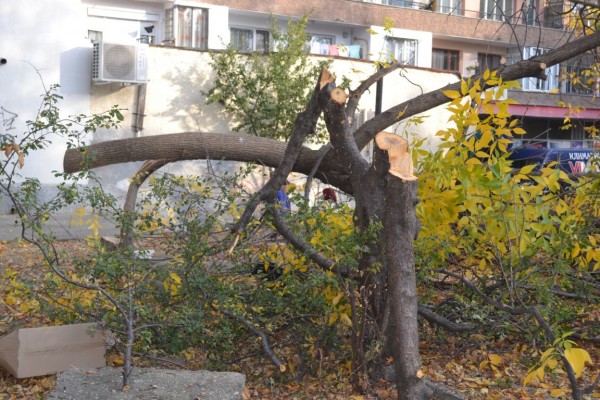 Вандали “убиха“ дървета и извадиха павета в Казанлък