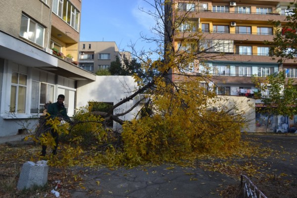 Вандали “убиха“ дървета и извадиха павета в Казанлък