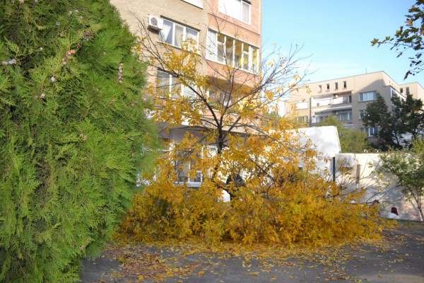 Вандали “убиха“ дървета и извадиха павета в Казанлък