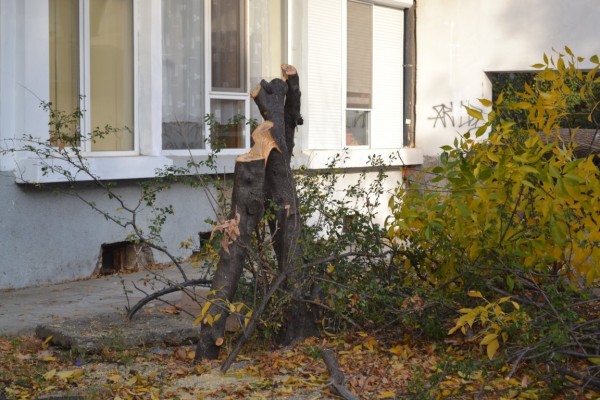 Вандали “убиха“ дървета и извадиха павета в Казанлък