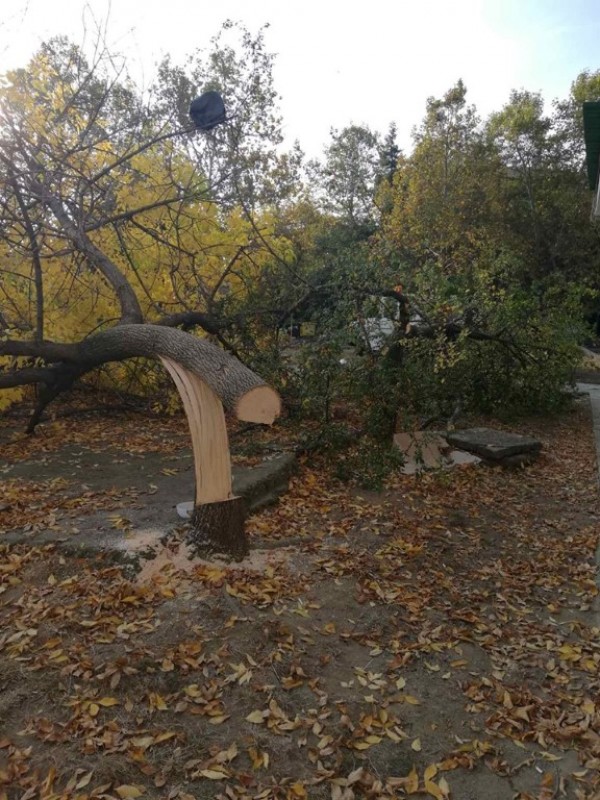 Вандали “убиха“ дървета и извадиха павета в Казанлък