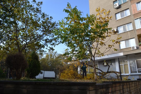 Вандали “убиха“ дървета и извадиха павета в Казанлък