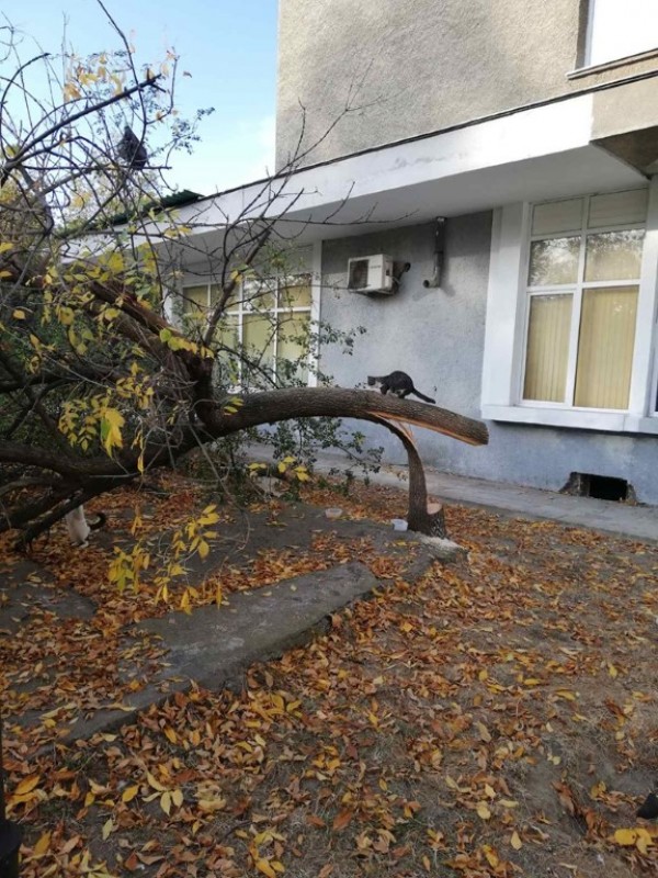 Вандали “убиха“ дървета и извадиха павета в Казанлък