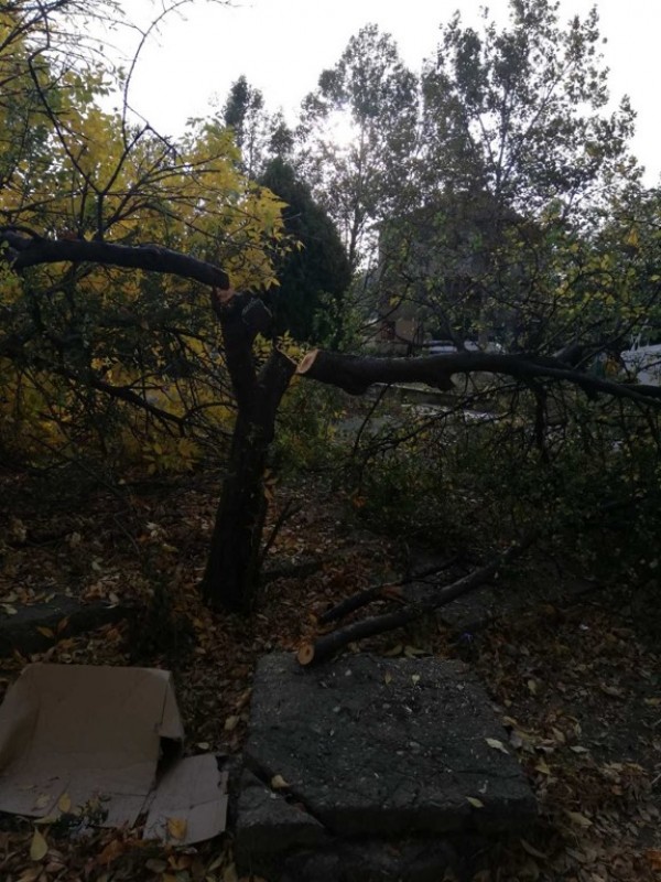 Вандали “убиха“ дървета и извадиха павета в Казанлък