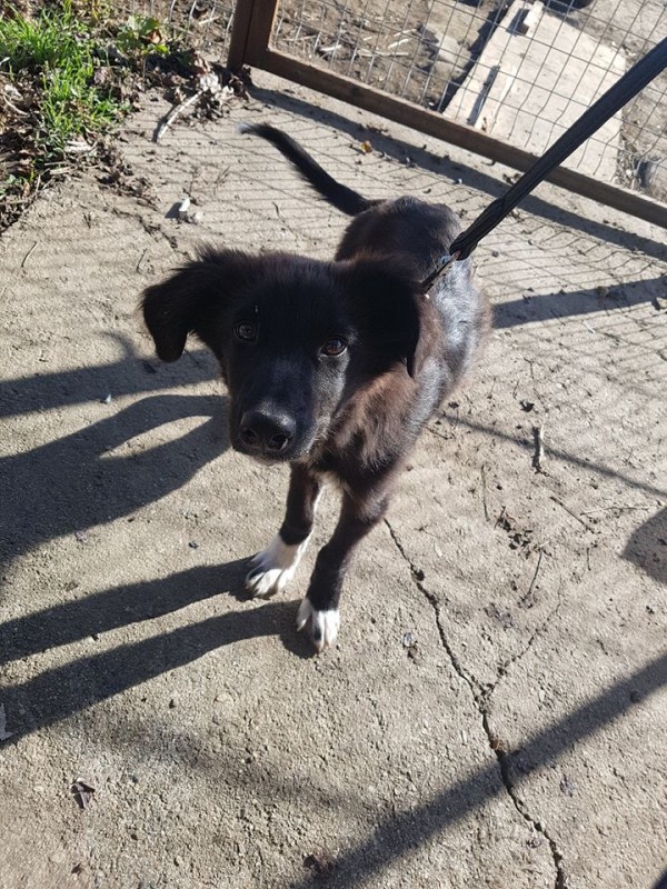 Animal hope продължават да се борят за истината за малтретираното куче. Иззеха второ