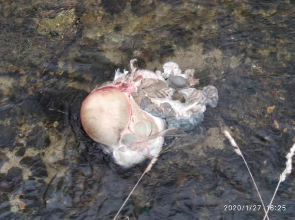 Казанлъчанин намери разчленен труп на сърна в Старата река