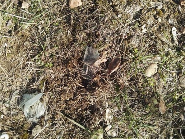 Трябва ли да се глобяват стопаните, които не почистват след кучето си?