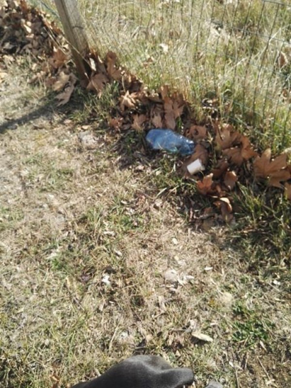 Трябва ли да се глобяват стопаните, които не почистват след кучето си?