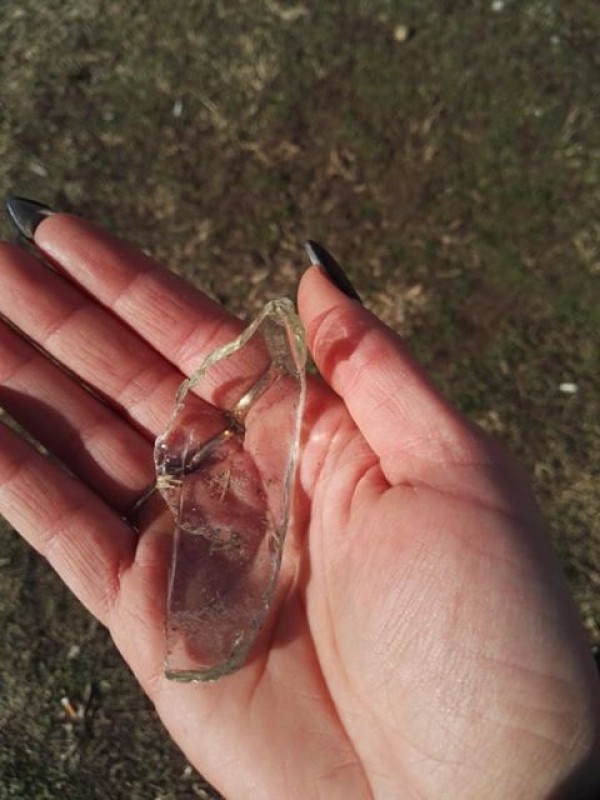 Трябва ли да се глобяват стопаните, които не почистват след кучето си?