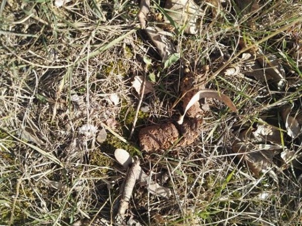 Трябва ли да се глобяват стопаните, които не почистват след кучето си?