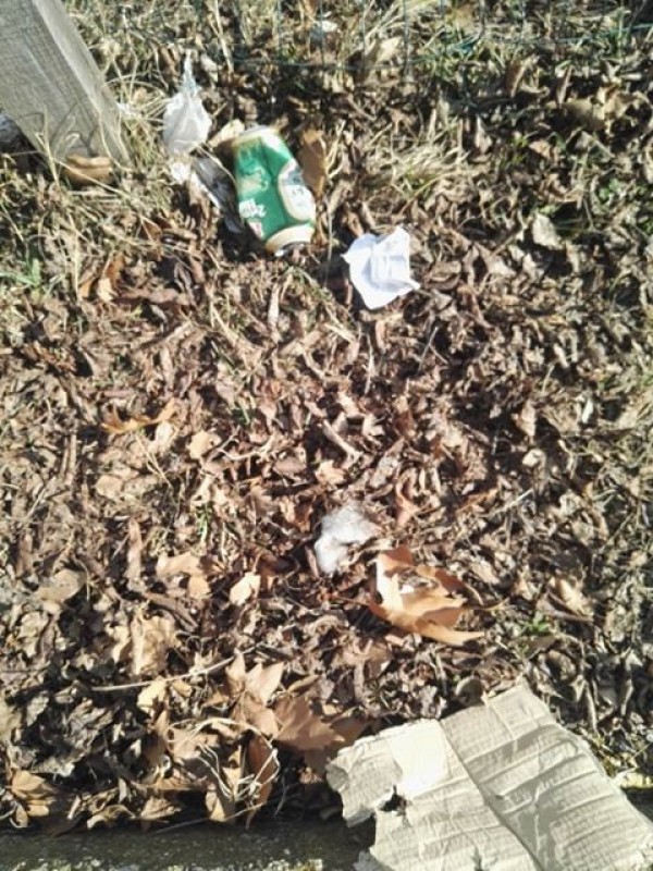 Трябва ли да се глобяват стопаните, които не почистват след кучето си?