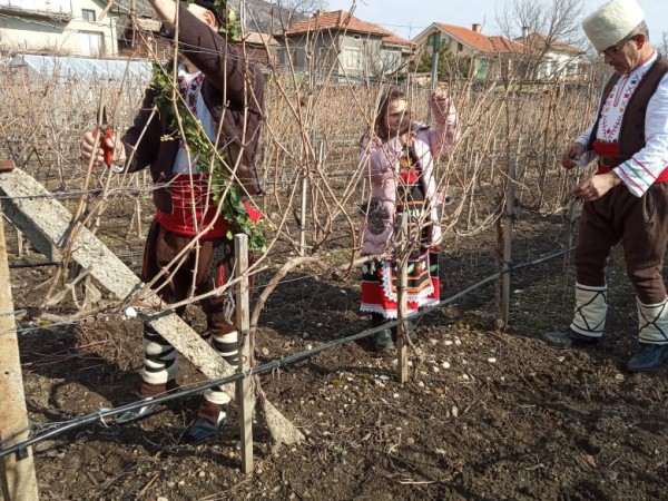 И в Ясеново зарязаха лозите с винен конкурс
