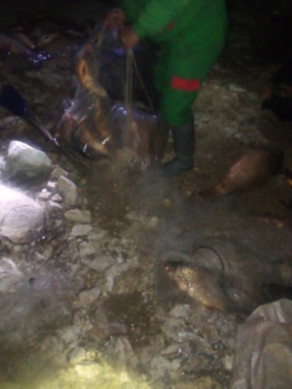 Спасиха огромно количество трофейни риби от бракониери, сред които и 50 кг. сом 