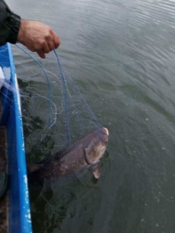 Спасиха огромно количество трофейни риби от бракониери, сред които и 50 кг. сом 