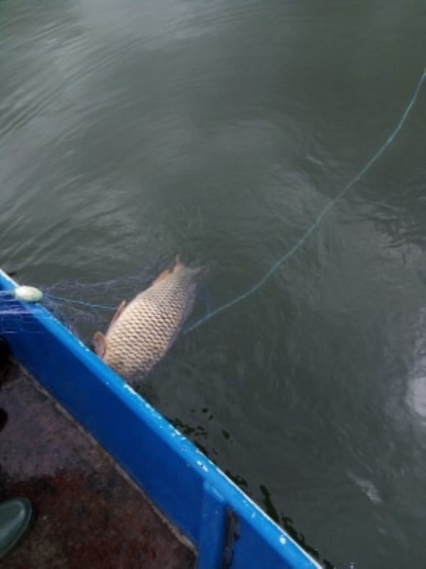 Спасиха огромно количество трофейни риби от бракониери, сред които и 50 кг. сом 