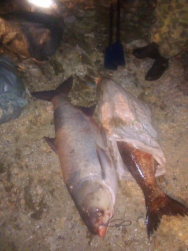 Спасиха огромно количество трофейни риби от бракониери, сред които и 50 кг. сом 