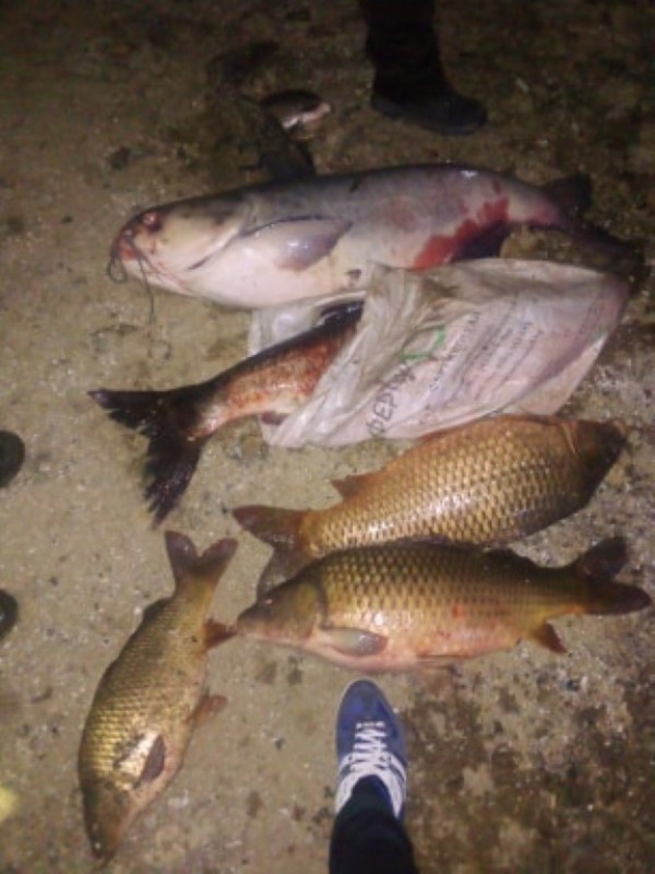 Спасиха огромно количество трофейни риби от бракониери, сред които и 50 кг. сом 