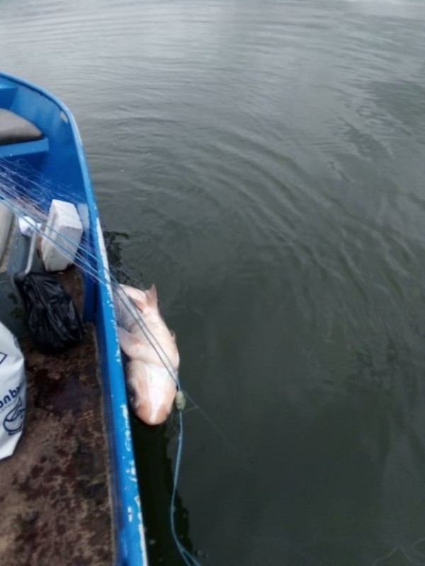 Спасиха огромно количество трофейни риби от бракониери, сред които и 50 кг. сом 