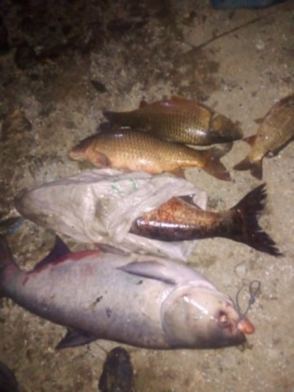 Спасиха огромно количество трофейни риби от бракониери, сред които и 50 кг. сом 