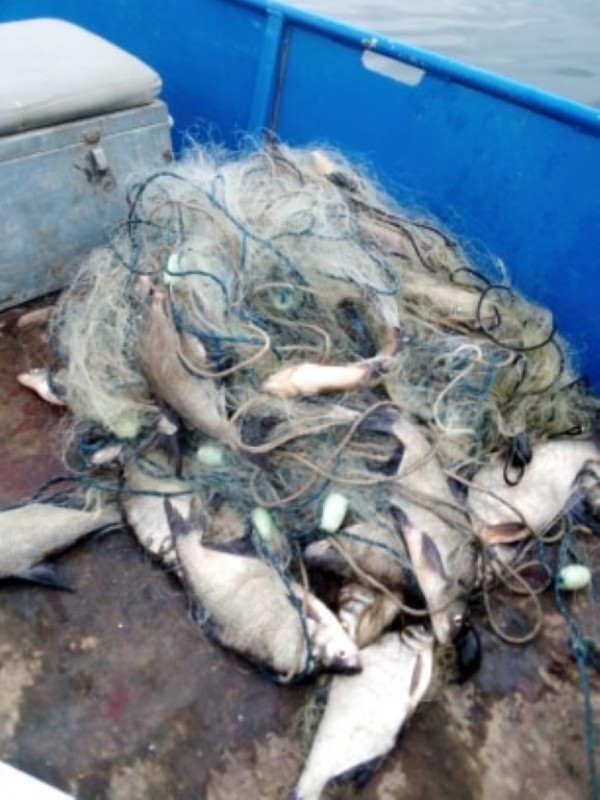 Спасиха огромно количество трофейни риби от бракониери, сред които и 50 кг. сом 