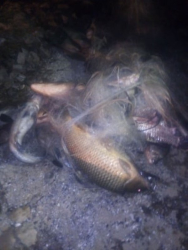 Спасиха огромно количество трофейни риби от бракониери, сред които и 50 кг. сом 