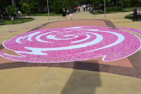 72 000 рози - в една за Празника на Казанлък