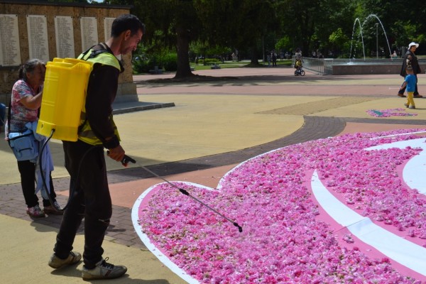 72 000 рози - в една за Празника на Казанлък