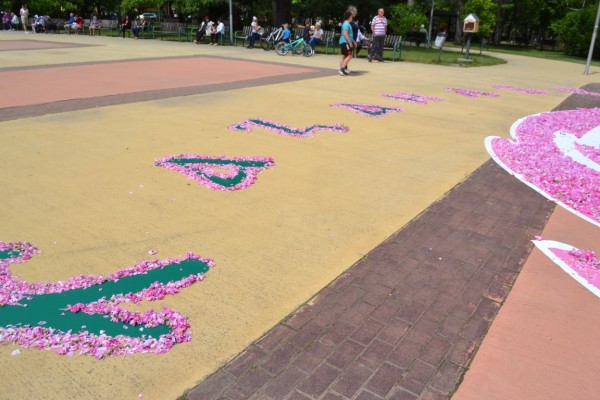 72 000 рози - в една за Празника на Казанлък