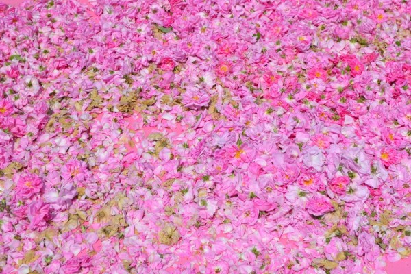 72 000 рози - в една за Празника на Казанлък