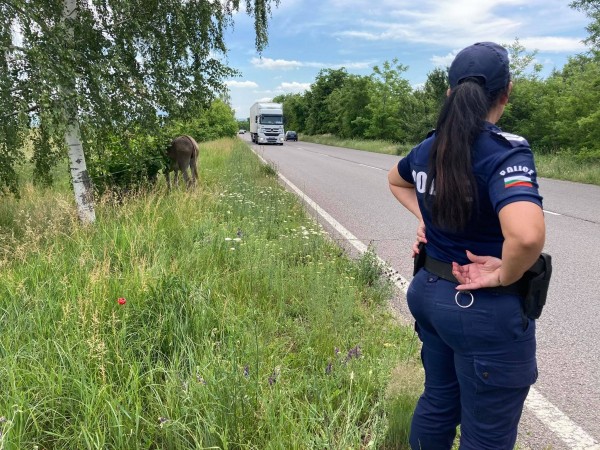 Откриха изоставено магаре, завързано на пътя Казанлък - Стара Загора