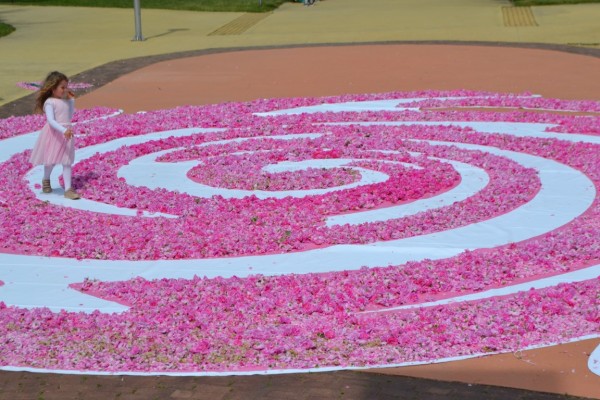 72 000 рози - в една за Празника на Казанлък