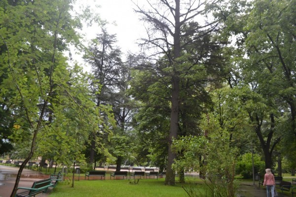 Премахване на опасно дърво в парк „Розариум“