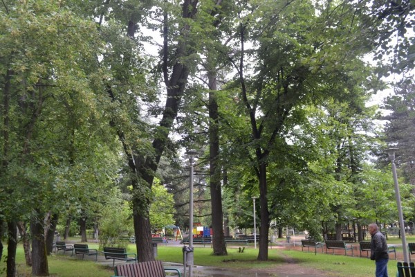 Премахване на опасно дърво в парк „Розариум“