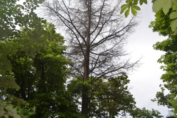 Премахване на опасно дърво в парк „Розариум“