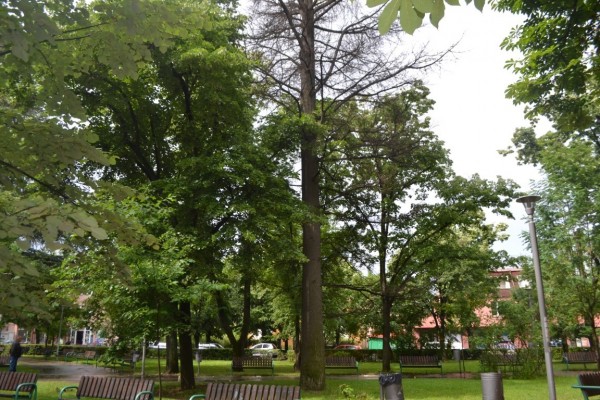 Премахване на опасно дърво в парк „Розариум“