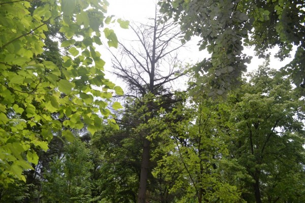 Премахване на опасно дърво в парк „Розариум“