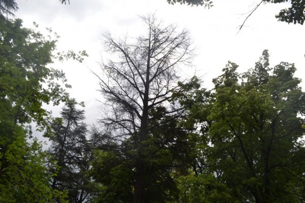 Премахване на опасно дърво в парк „Розариум“