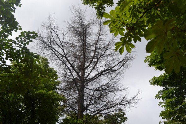 Премахване на опасно дърво в парк „Розариум“