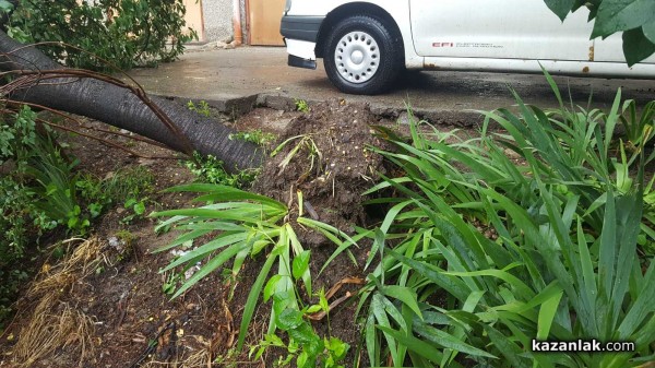 Паднало дърво блокира пътя към Поликлиниката / Пътят е разчистен