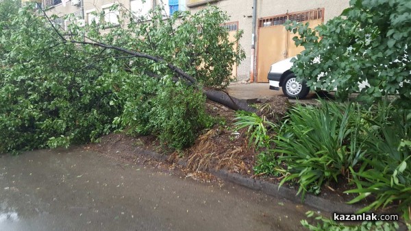 Паднало дърво блокира пътя към Поликлиниката / Пътят е разчистен