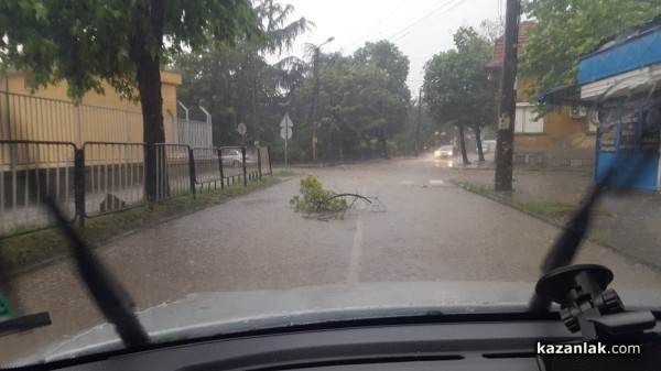Паднало дърво блокира пътя към Поликлиниката / Пътят е разчистен